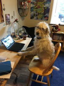 Catching up on some Pupper-work
