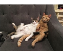 Catflix and chill