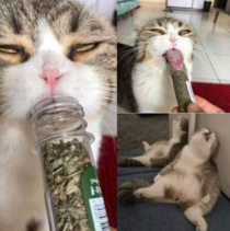 Catnip Not even once