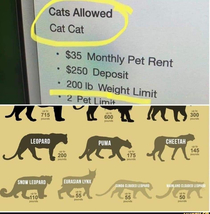 Cats allowed