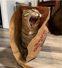 Cats almost out of the bag HAAAAAAAAAA