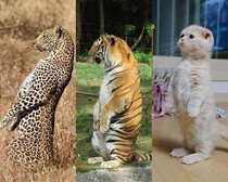 Cats are all the same no matter the size