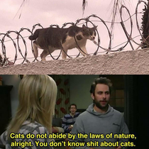 Cats are the rules