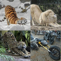 Cats are the same everywhere