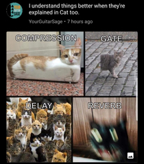 Cats explaining how it works