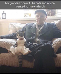 Cats gravitate to like minds