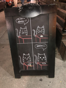Cats in a bar