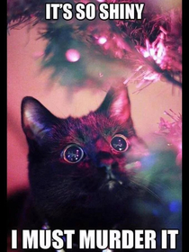 Cats in a nutshell