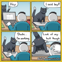Cats in a nutshell
