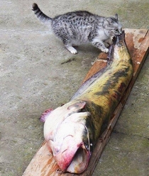Cats like Fish  They really do
