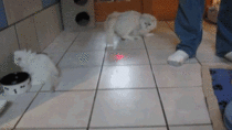 Cats love lasers