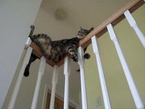 Cats sleep in the weirdest places