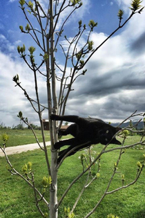 cats that defy physics