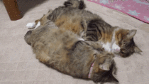 Cats with identical wake up routines