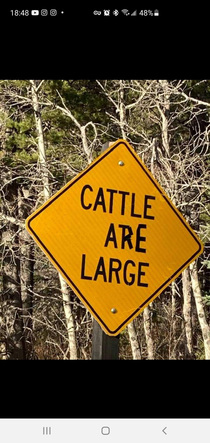 Cattle at large