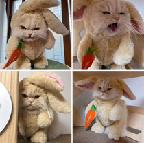 Catto bunny will kill you