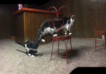 Caught a great panorama shot of my cat Pizza