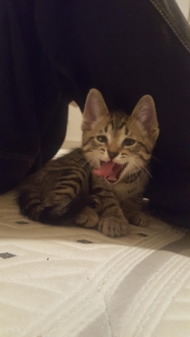 Caught kitten in the middle of a yawn