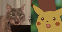 caught my cat making the surprised pikachu face