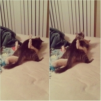 Caught my cats having sex like humans