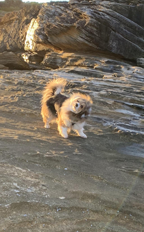 Caught my fluffy butt mid-shake Looked like a lion