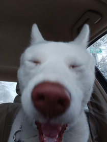 Caught my Husky just as he sneezed