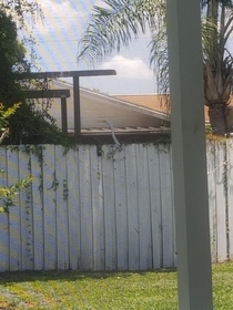 Caught my really tall neighbor looking over my fence again