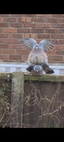 Caught  pigeons going at it whilst balanced on garden fence