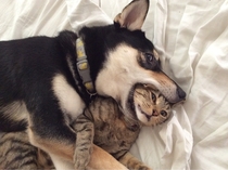 Caught playing with kitty xpost rSurprisedDogs
