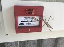 Caught someone trying to set off the fire alarm
