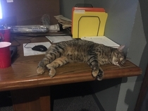 Caught the boss napping at work