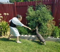 Caught the perfect shot of my mom trying to get the cat out of the tomato garden