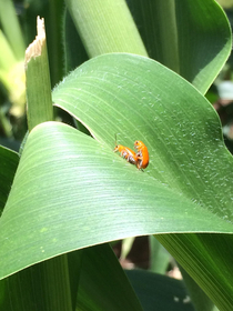 Caught these guys in the field doing it buggy style