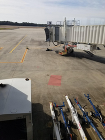 Caught this guy napping at the Pensacola airport