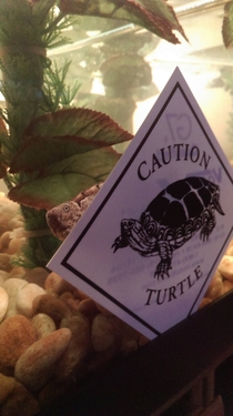 Caution Turtle