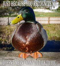 Celebrity Duck Advice