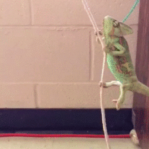 Chameleon enjoys his life