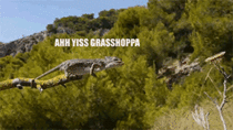 Chameleon vs Grasshopper