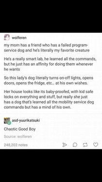 Chaotic Good Boy