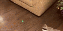 Chasing the green dot Pussydrift