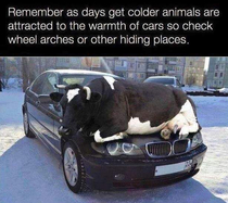 Check car for stowaway animals