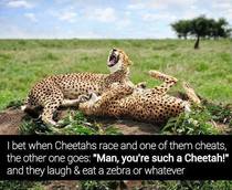 Cheeky cheetahs