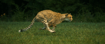 Cheetah chase in slow motion