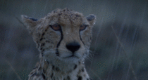 Cheetah surviving rough weather in the wild