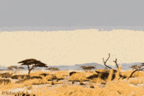 Cheetah takes down gazelle