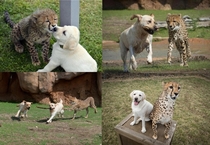 Cheetahs are really nervous animals and some zoos give them support dogs to relax