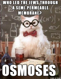 Chemistry Cat Revival