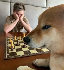Chess dog