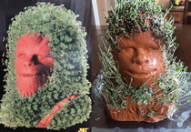 Chewbacca Chia Pet