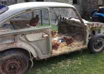 Chicken coupe